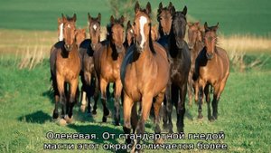 Гнедая лошадь