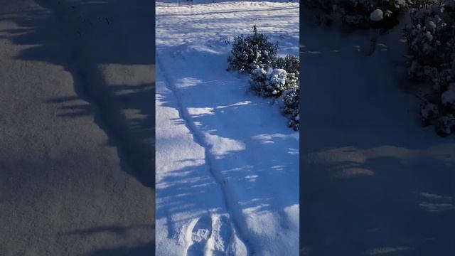 Как зимует моя лаванда в Подмосковье смотреть онлайн