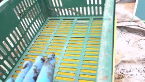 Красный калифорнийский червь.Биогумус.