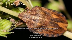 Какие культуры клоп вредная черепашка повреждает и как от него избавиться