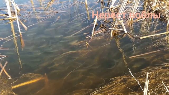 Нерест воблы апрель. Астрахань. Камызяк. Рыбалка Астрахань. смотреть онлайн