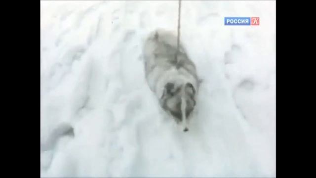 книги о животных смотреть онлайн