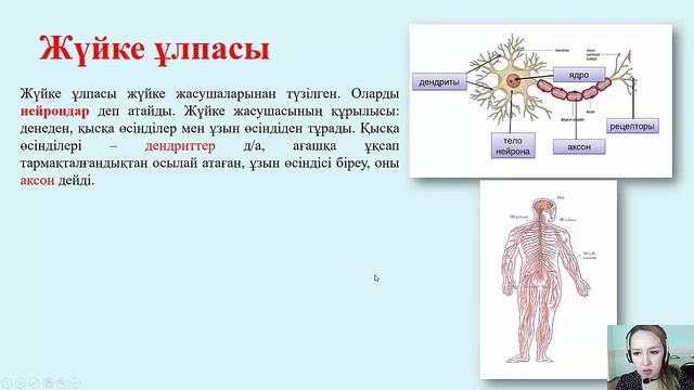 Д Сапабекова Анатомия Кіріспе смотреть онлайн