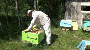 Сдерживаем Роение с Деревенским Блокнотом/Лучший Способ Удержать Роевых Пчёл На Пасеке/