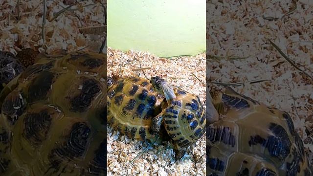 Самец черепахи стонет при спаривании