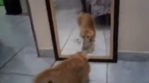 Кот обосрался увидев себя в зеркале