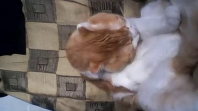 Кот моется смотреть онлайн