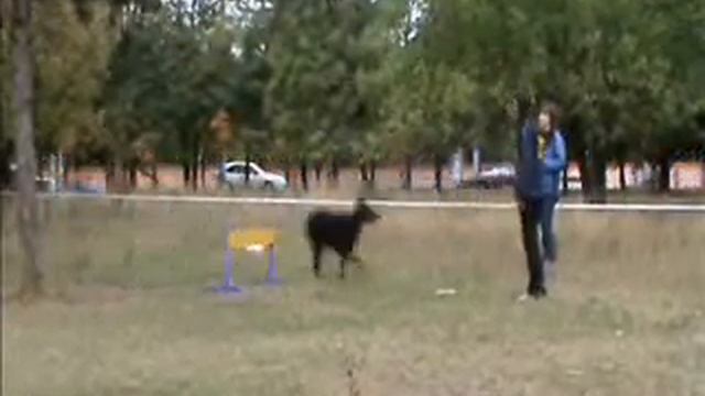 Доберман Эрика смотреть онлайн