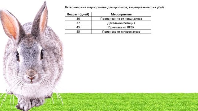 Кролики от "а" до "я". С чего начать разведение кроликов (кролиководство). Пошаговая инструкция.