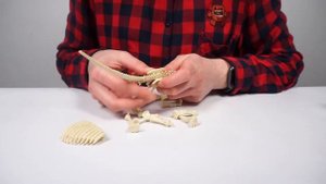 Набор 4M Раскопай скелет. Брахиозавр