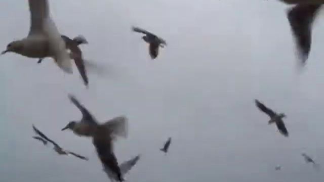 Светлогорск и чайки 15 декабря 2006 04 смотреть онлайн