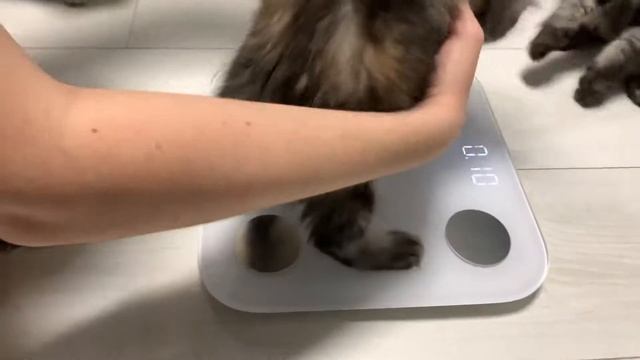 Как выглядят котята породы Мейн кун в два месяца.