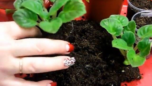 Как разделить "двухголовую" фиалку (сенполию)