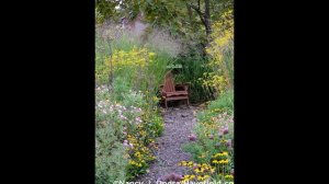 ПАТРИНИЯ  (PATRINIA)  сем. Валериановые