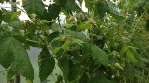 16.08.2022 малина оранжевое чудо, ремонтантная, в теплице.