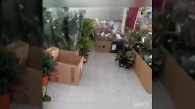 Редкие растения в Краснодаре. Садовый центр Росток смотреть онлайн