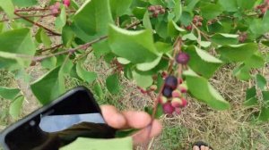 Ирга Канадская