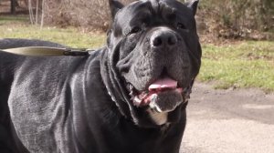 ПРИВЕТ! Знакомство Кане-корсо и Лабрадора.First meeting.Cane Corso and Labrador. Odessa.