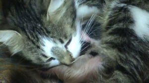 Моя кошка родила котят