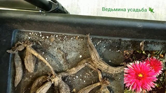 Как прорастить плохие клубни георгинов без заморочек?
