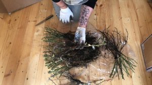 Розы УСЫНИНЫХ. Новые и необычные ))) Обзор саженцев роз. Сорта роз. Названия роз. Розы 2021 года !!