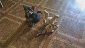 Щенок Йоркширского терьера