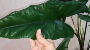 Алоказии в лечузе спустя время // новинки