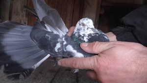 голуби донецка 16.12.2018(краткий обзор крымачей)