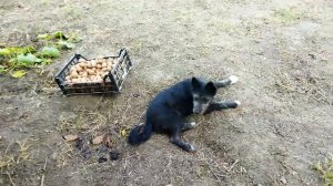 Варенье из айвы с грецкими орехами