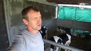 МОЙ ПЕРВЫЙ ОПЫТ ПО ВЫПАИВАНИЮ ТЕЛЯТА НА ОТКОРМ ‼️ ЛЕЧУ ДИАРЕЮ И ЛИШАЙ ‼️