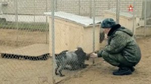 Легенды армии Никита Карацупа