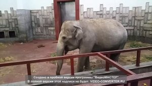 Слониха Даша в Екатеринбургском зоопарке (Часть 2)