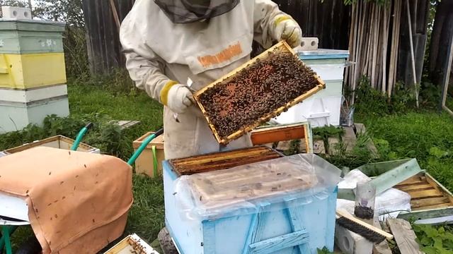 Масштабный эксперимент - Зимовка пчел - Часть 1 смотреть онлайн