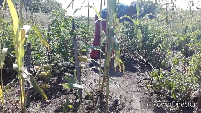 Собираю помидоры # что за сорт яблок. смотреть онлайн