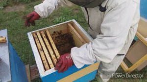 Матка трутовка | Способы решения проблемы.