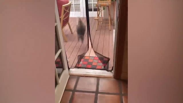 Самые смешные животные Приколы с котами и собаками 2022 смотреть онлайн