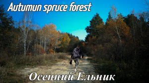 Осенний Ельник | Autumun spruce forest HDR10+ Tone Mapping