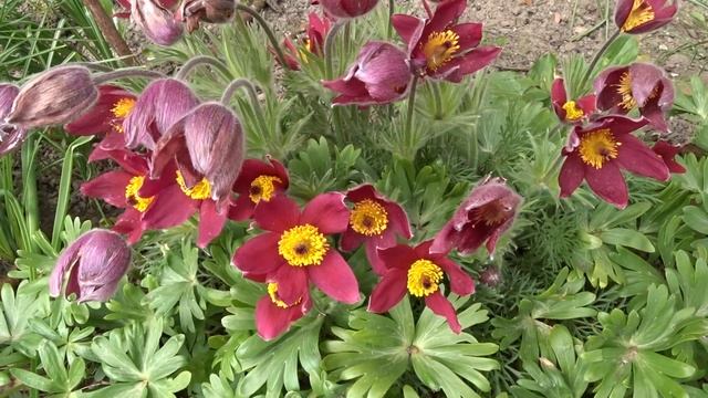 Pulsatilla vulgaris var. Violet Blue čes. koniklec německý смотреть онлайн