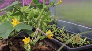 Делайте так чтобы огурцов росло очень много!  Секрет увеличит урожай зеленцев в трое!