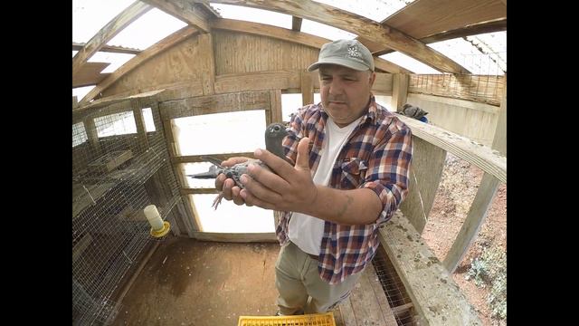 Любителям спортивных голубей, поездка к Джону за голубятами, Калифорния 12 мая 2020. смотреть онлайн