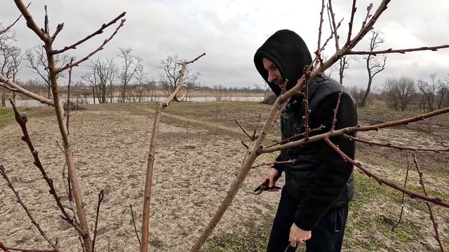 Обрезка плодовых на Юге