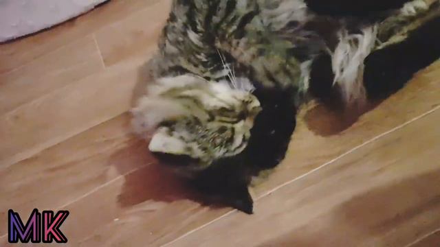 Дневники Принца. До и после.