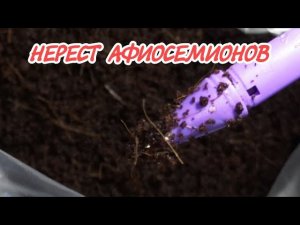 Нерест афиосемионов .Часть 2.