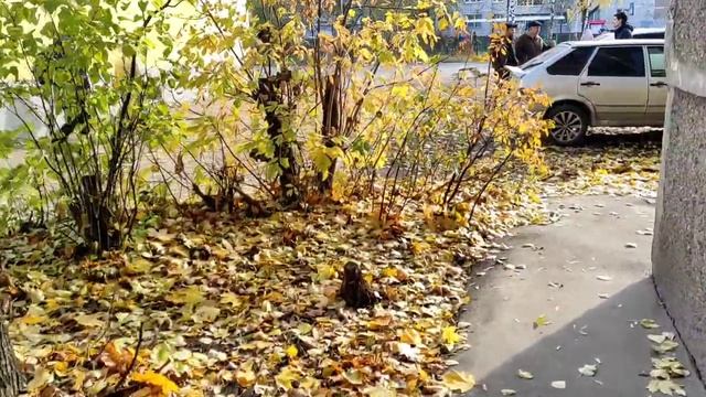 Электросталь, улица 8 Марта, прогулка.26.10.2022.