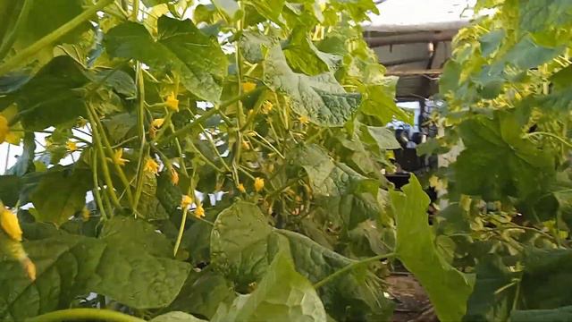 Для тех кто смотрит канал Агроном на пенсии. Осенний огурец спустя неделю ... смотреть онлайн