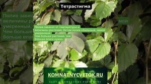 Тетрастигма