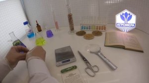 Томат Ваше благородие. Сибирский сад