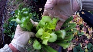 Черешковый сельдерей "АТЛАНТ". Корневой сельдерей "АЛБИН". Мой ЗНАТНЫЙ урожай 2020.