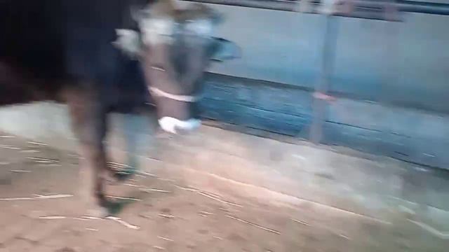 Сатылат букалар адрес айрапорт монок 80.мин. 90.мин 0552898991 смотреть онлайн