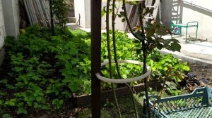 Как дешево и просто подвязать плетущуюся розу. #сад #весна #розы #лайфхаки